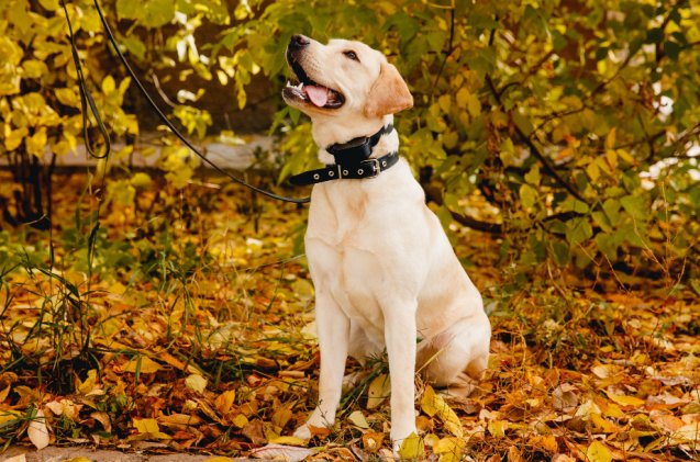 best invisible fences for dogs, Parilov Shutterstock