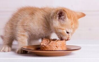 Best Kitten Food