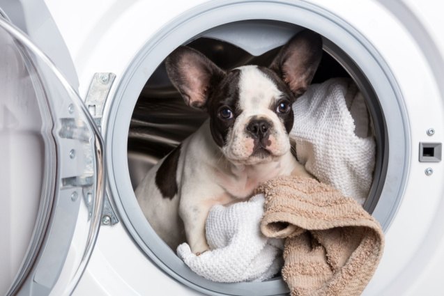 best laundry detergent for pet hair, Patryk Kosmider Shutterstock