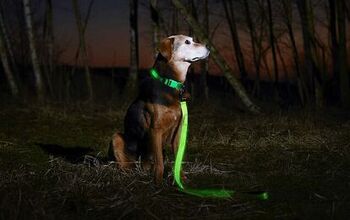 Best LED Dog Collars