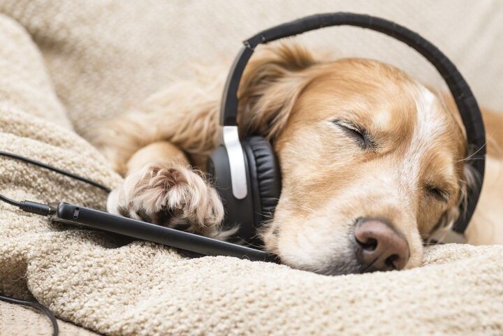 best music for anxious dogs