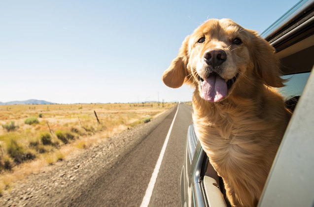 best pet travel accessories for road warriors