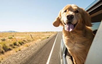 Best Pet Travel Accessories for Road Warriors