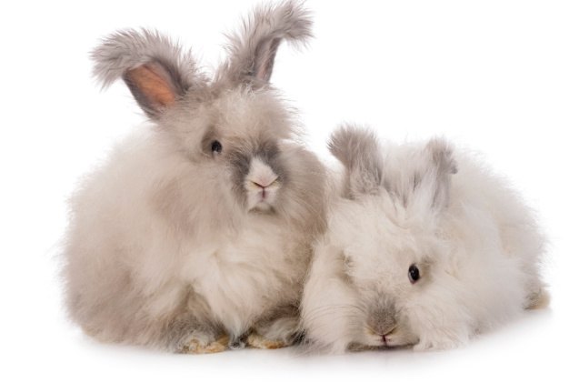 best rabbits for families, cynoclub Shutterstock