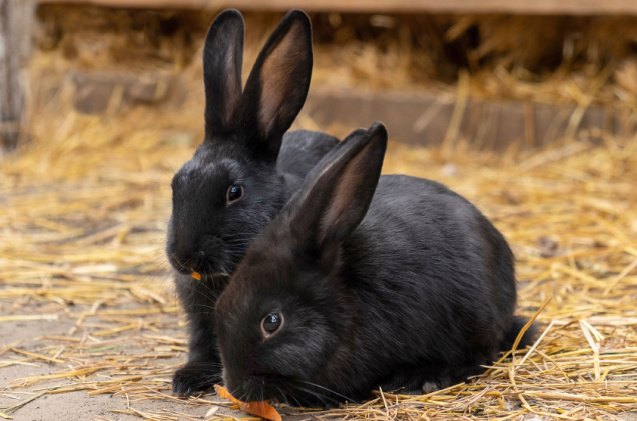 best rabbits for families, Inessa Boo Shutterstock