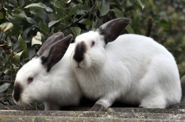 best rabbits for families, Orest lyzhechka Shutterstock