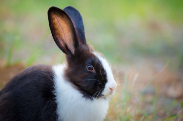 best rabbits for families, Katesalin Heinio Shutterstock