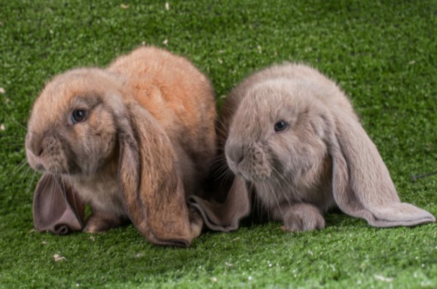 best rabbits for families, purezba Shutterstock