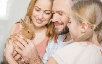 Best Rabbits for Families