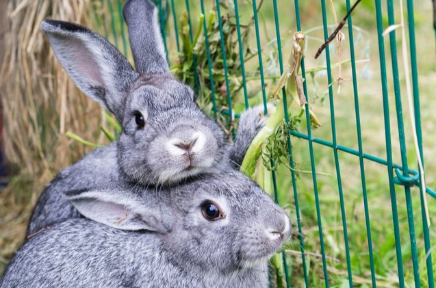 best rabbits for first time owners, Cora Mueller Shutterstock