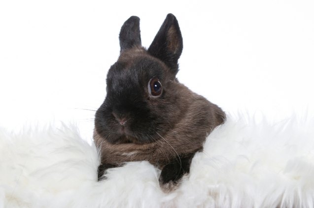 best rabbits for first time owners, Jne Valokuvaus Shutterstock