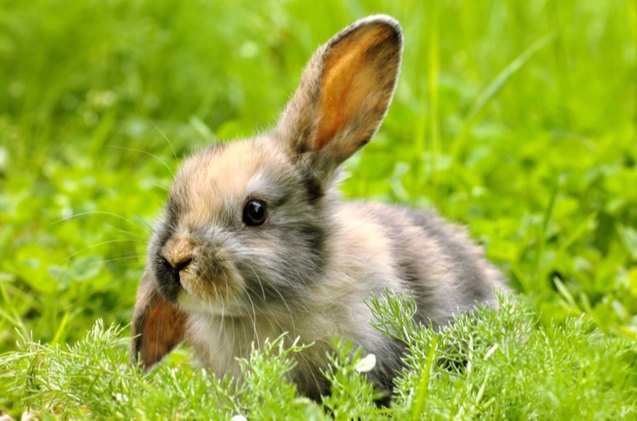 best rabbits for first time owners, LNbjors Shutterstock