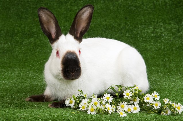 best rabbits for first time owners, Linn Currie Shutterstock