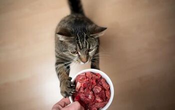 Best Raw Cat Foods