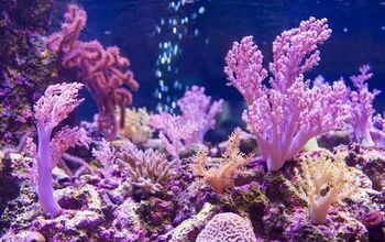 Best Reef Aquarium Supplements