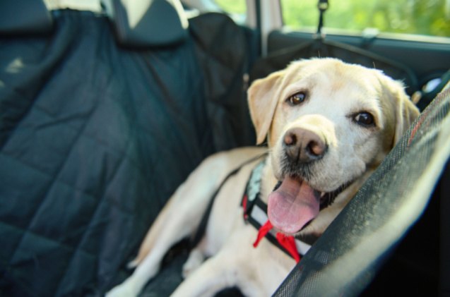 best seat covers, invisible invisible Shutterstock