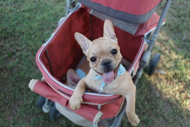 best strollers for dogs