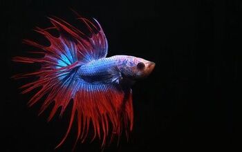 Betta Splenden