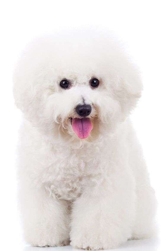 bichon frise