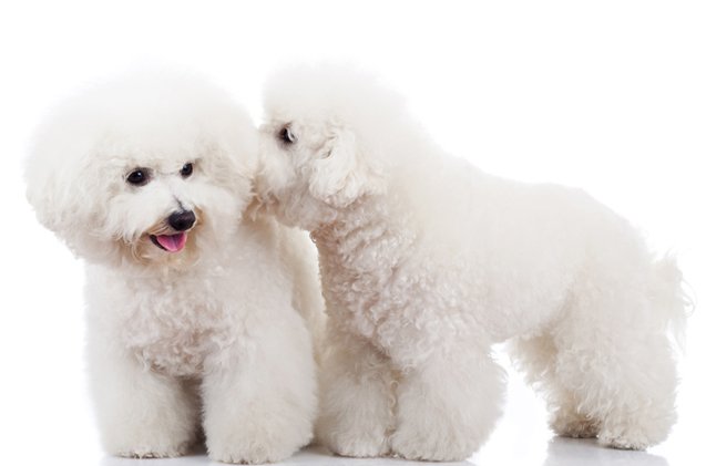 bichon frise