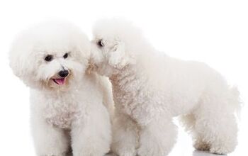 Bichon Frise