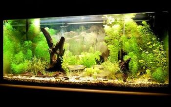 Biotope Tanks: What Are They and How Do You Cultivate One?