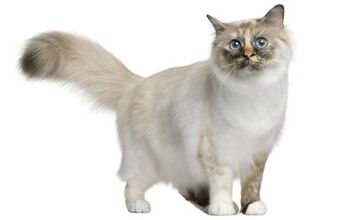 Birman