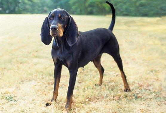 black and tan coonhound