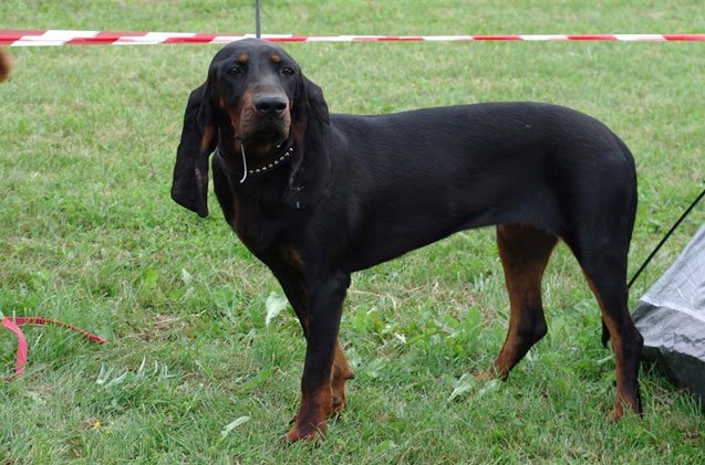 black and tan coonhound