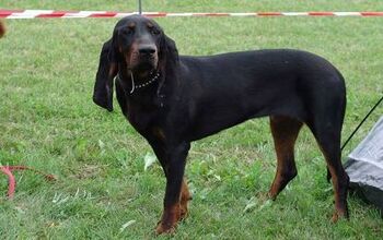 Black and Tan Coonhound