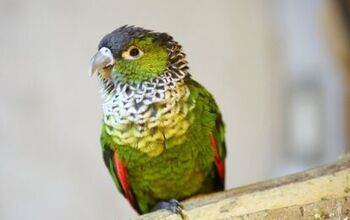 Black Capped Conure