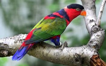 Black Capped Lory