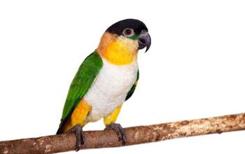 Black Headed Caique