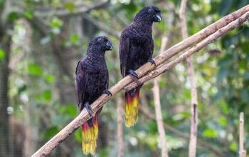 Black Lory