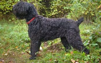 Black Russian Terrier