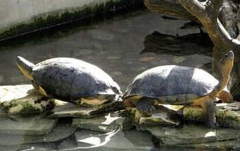 Black Wood Turtle