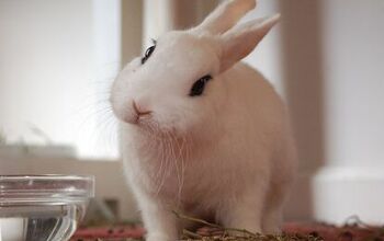 Blanc De Hotot Rabbit