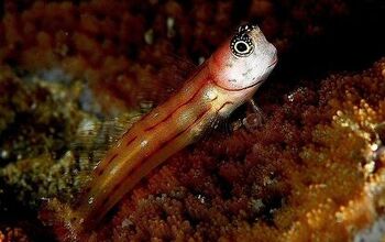 Blennies