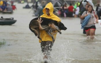 Blink-182’s Mark Hoppus Music Goes To The Dogs… of Hurricane Harve