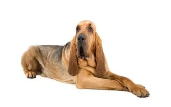 Bloodhound