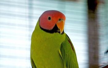 Blossom Headed Parakeet