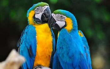 Blue and Gold Macaw