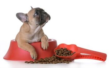 Blue Buffalo Takes Top Spot in Online Pet Food War