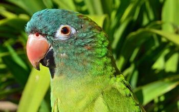 Blue Crowned Conure