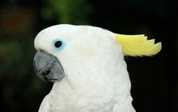 Blue Eyed Cockatoo