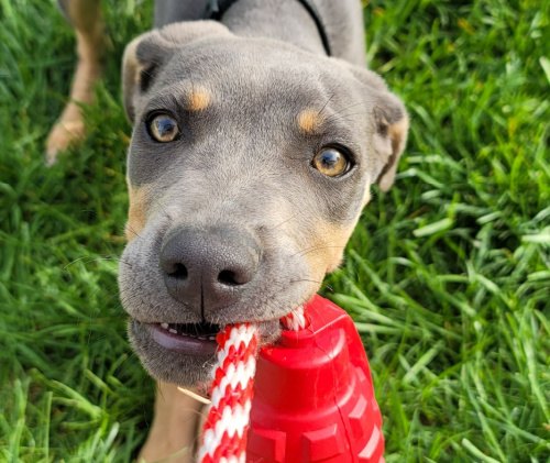 blue lacy