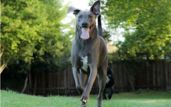 Blue Lacy