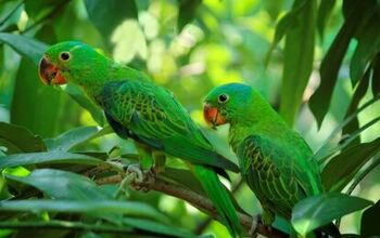 Blue Naped Parrot