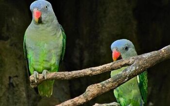 Blue Rumped Parrot