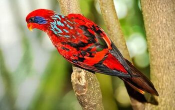 Blue Streaked Lory